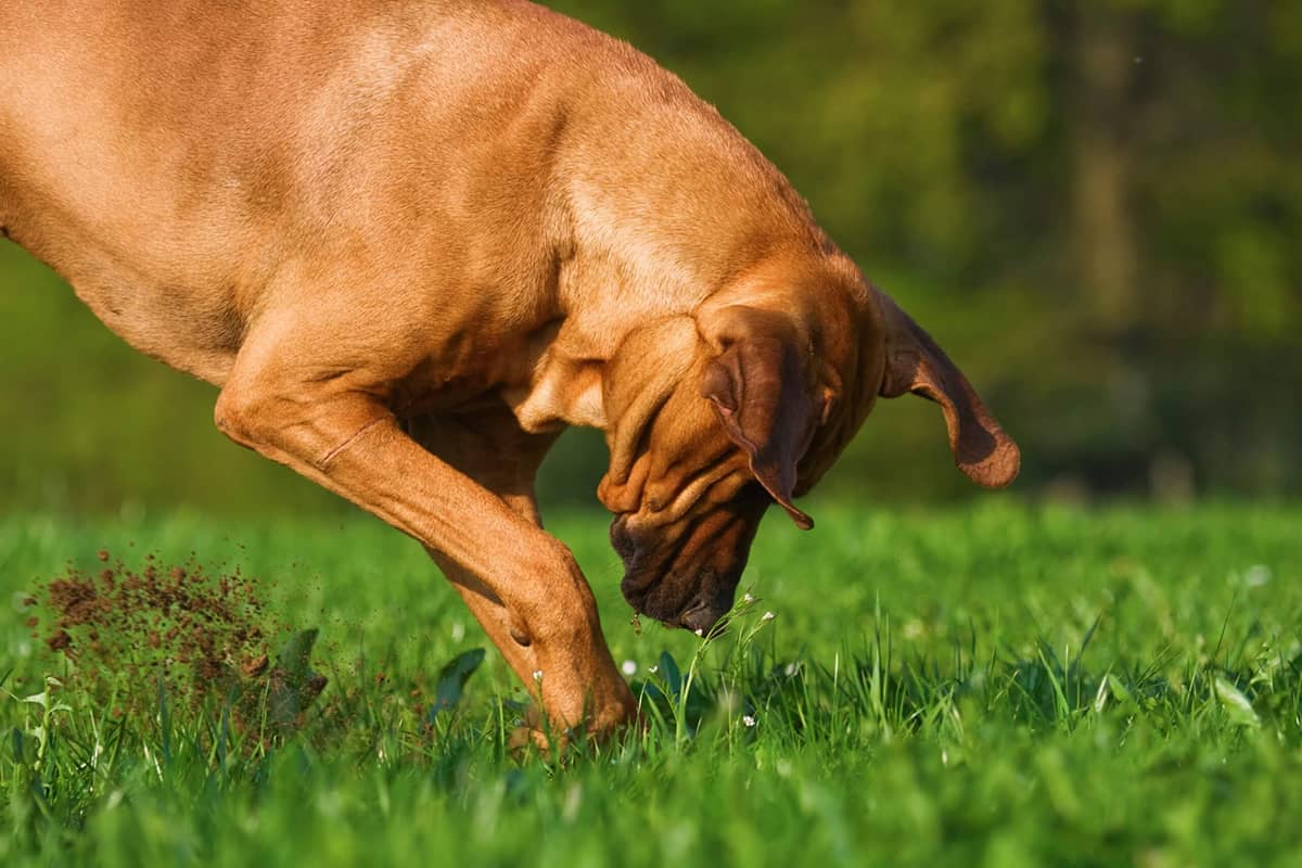 dog digging on grass