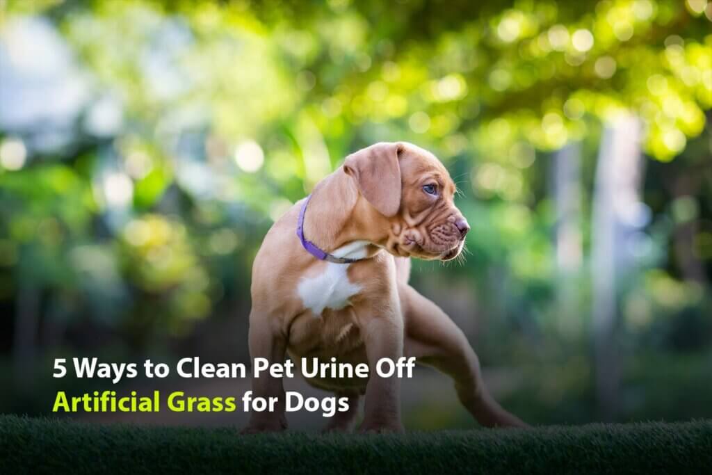 urine on Artificial Grass for Dogs