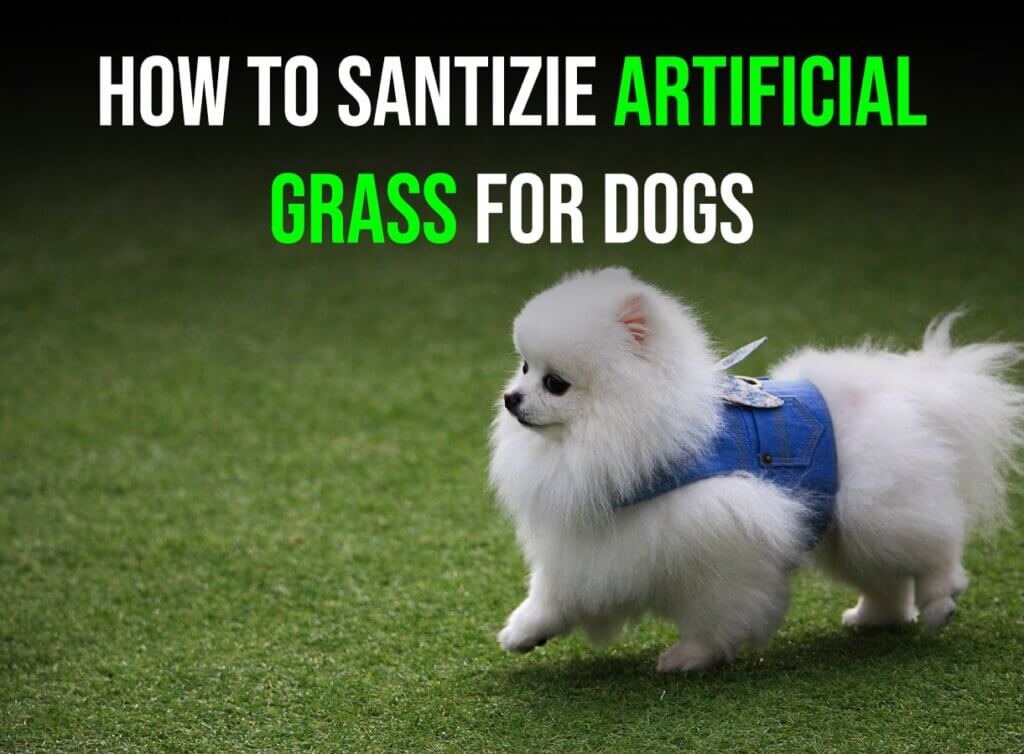 How to Sanitize Artificial Grass for Dogs in Bend